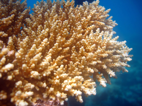  Acropora loripes (Bush Acropora)